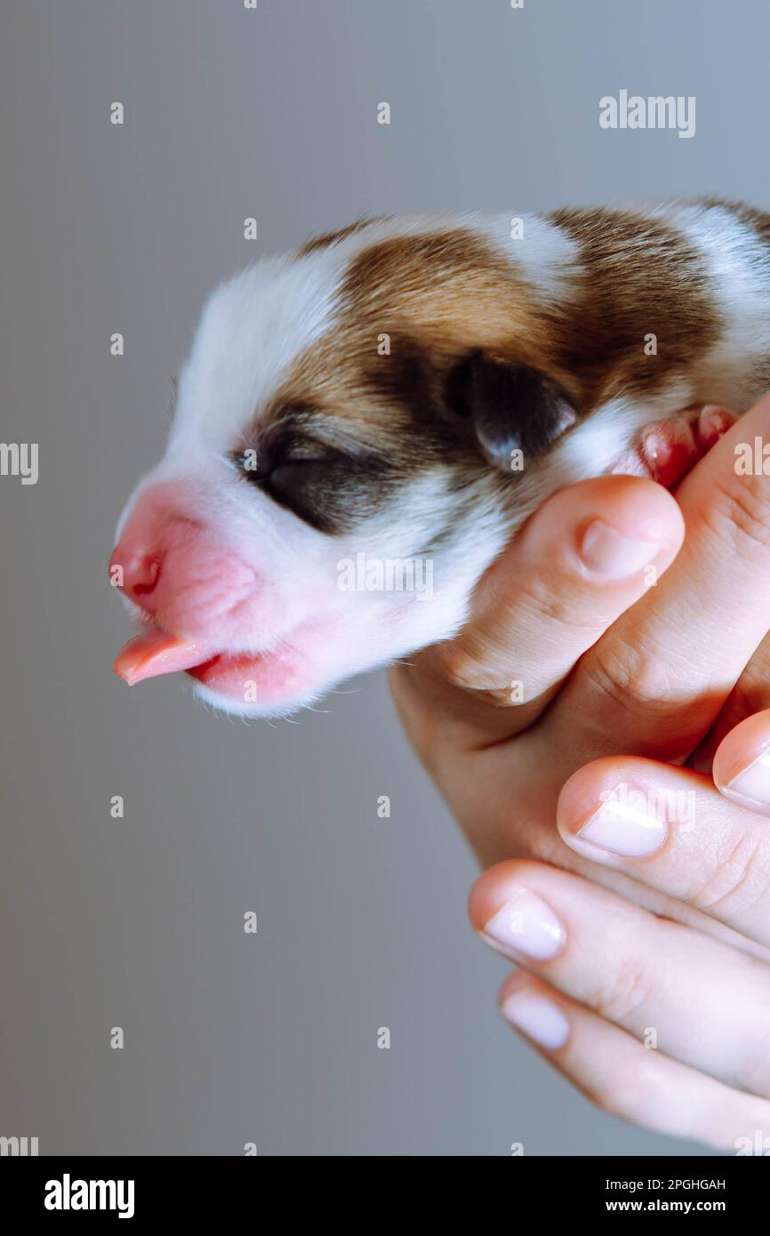 Side view of lovable two-month-old puppy of dog pembroke welsh corgi sleep with open mouth, showing tongue held by hands of unrecognizable woman on Stock Photo