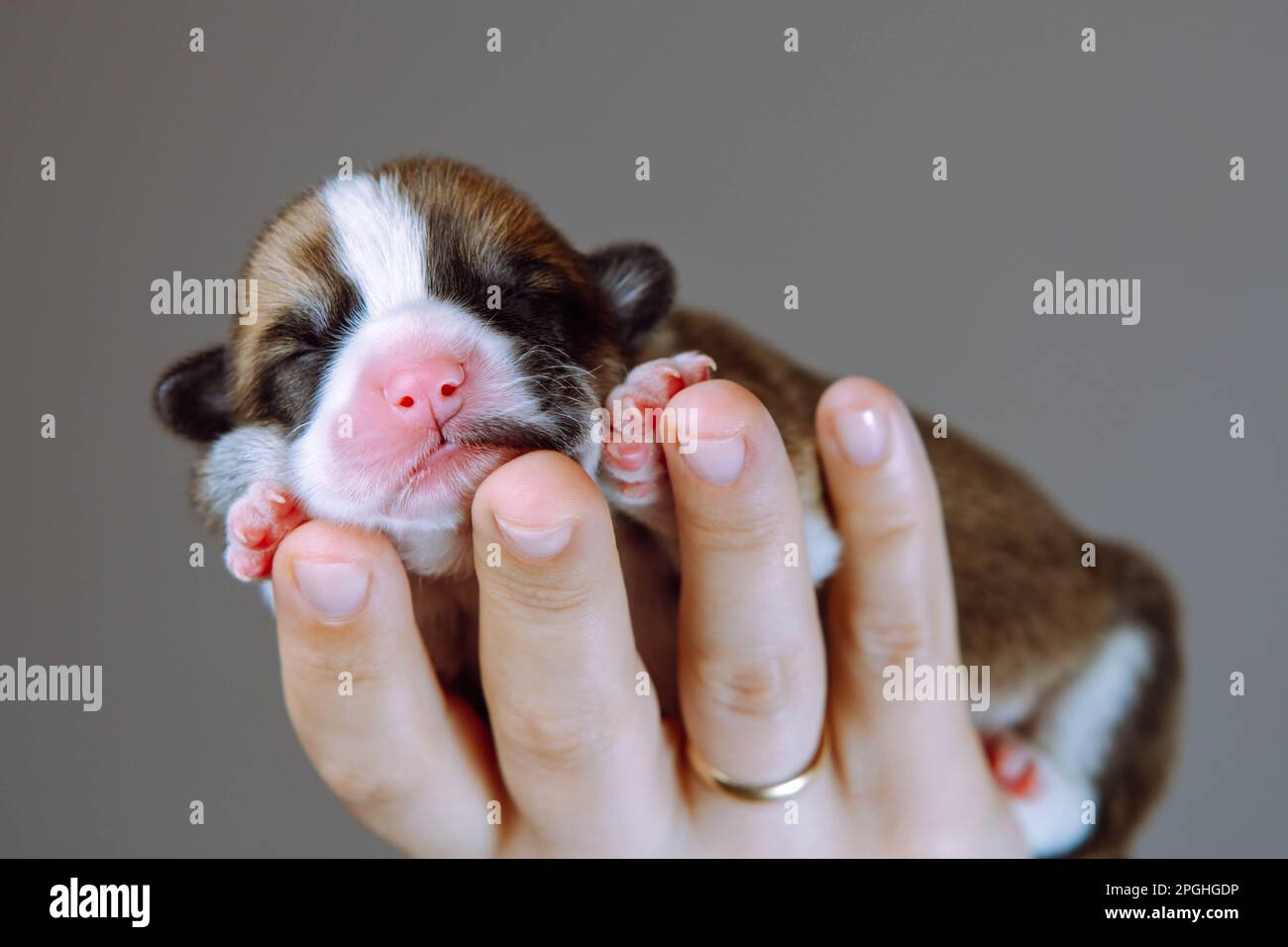 Portrait of adorable two-month-old puppy of dog pembroke welsh corgi sleeping resting on hand of unrecognizable woman on brown background. Pet love Stock Photo