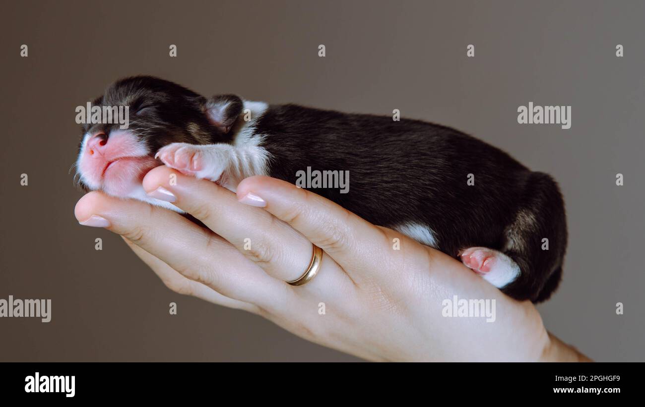 Side view of beautiful tiny two-month-old puppy of dog pembroke welsh corgi sleeping relaxing on hand of woman on brown background. Pet, pet love, pet Stock Photo