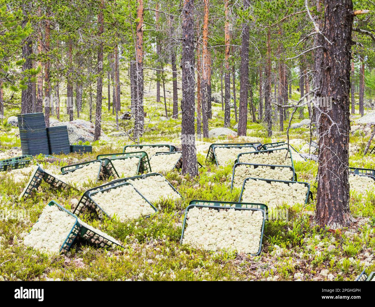 Collecting moss and tree trunks in a tranquil Norwegian forest, industry harvests the lands natural growth day after day. Stock Photo
