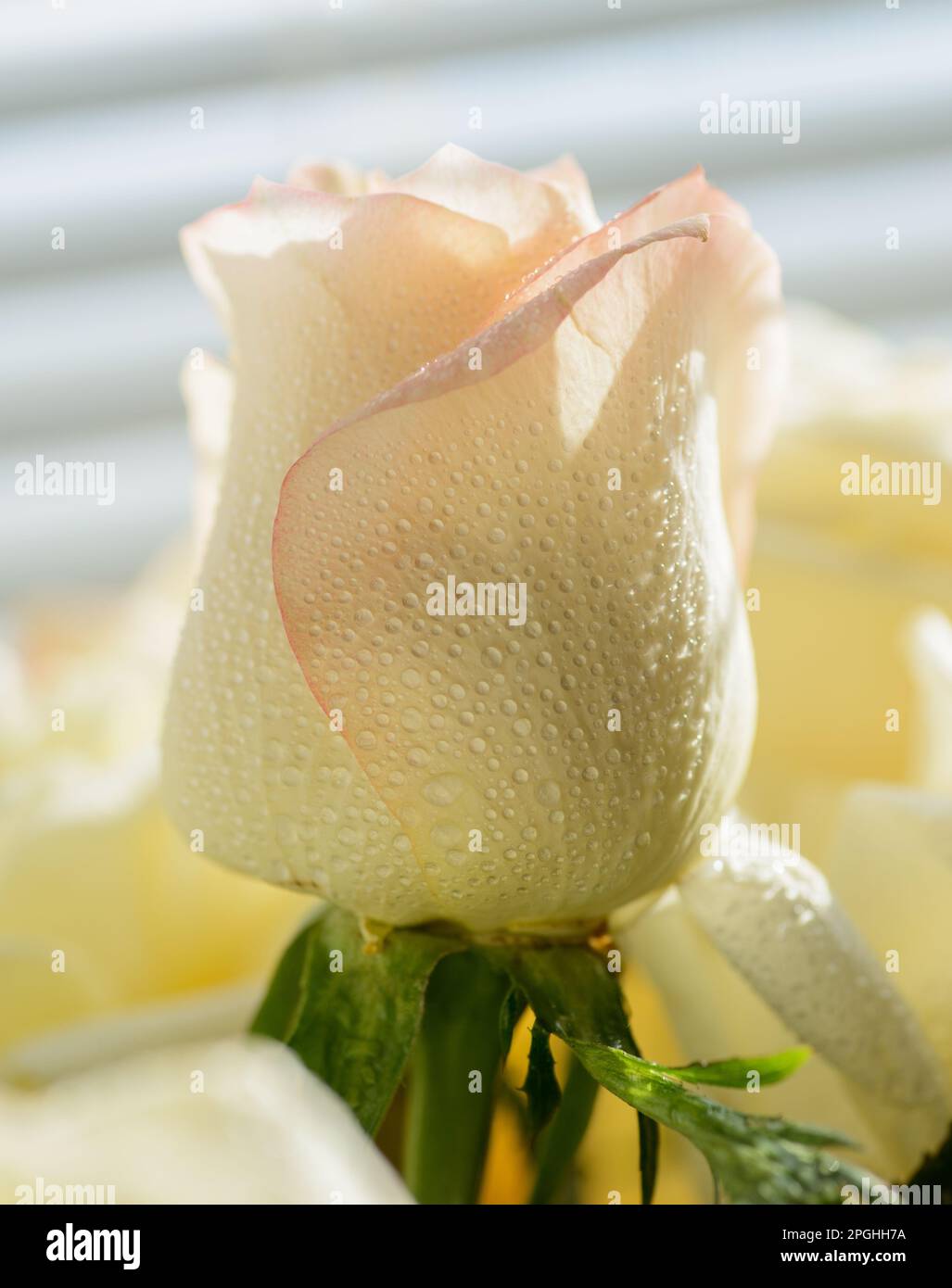 Rose with water drops hi-res stock photography and images - Page 30 - Alamy, image size:1027x1390