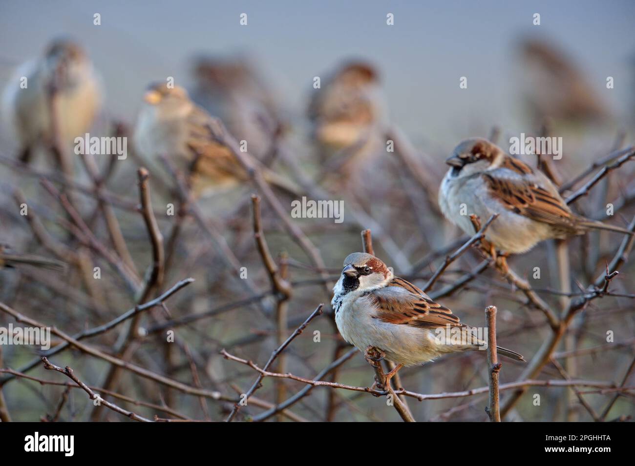 in neighbor's hedge... House sparrow, sparrows gathered on garden hedge. Stock Photo