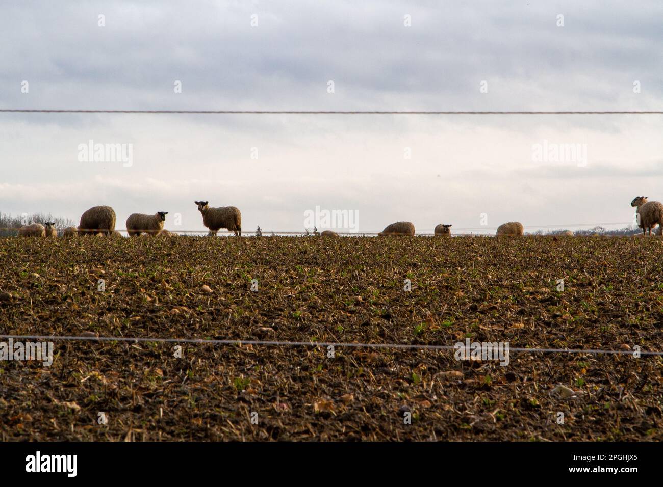 Under  a sullen sky sheep in a Suffolk field eat a root crop Stock Photo