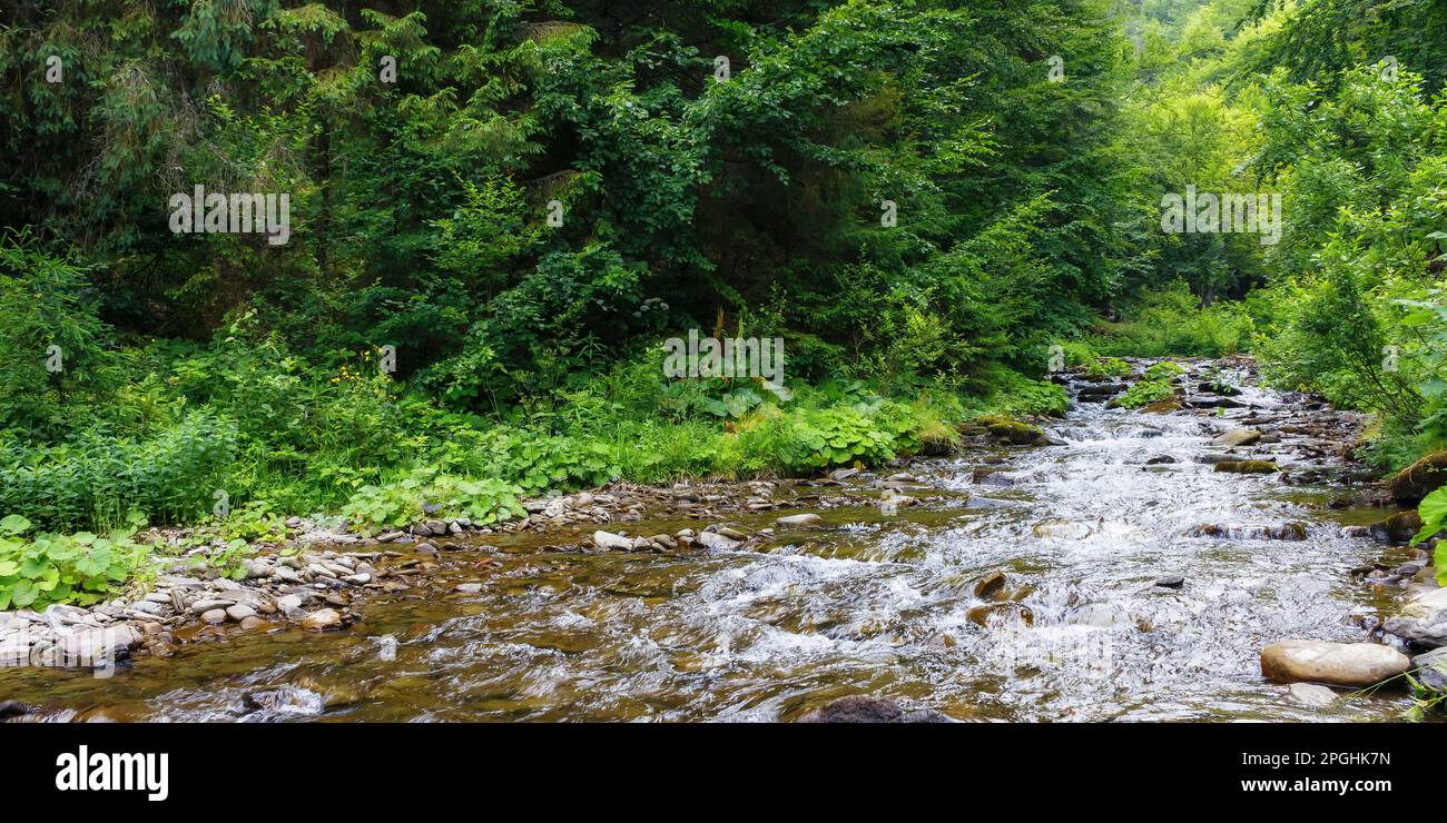 countryside scenery with water stream in the forest Stock Photo