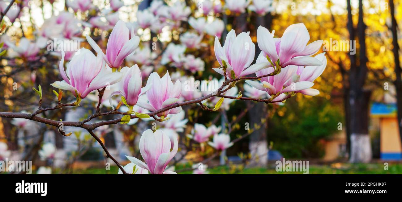 pink magnolia tree in blossom. floral background in the park Stock Photo