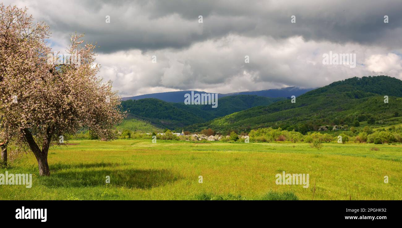 countryside scenenry with apple tree in blossom. rural scenery of carpathian mountains. sunny day with clouds on the sky Stock Photo