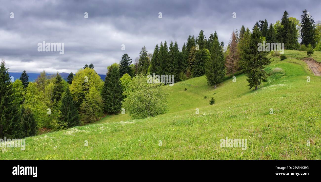 nature scenery with forested hills. view in to the distant valley of carpathian mountains. lush grassy meadows. cloudy sky Stock Photo