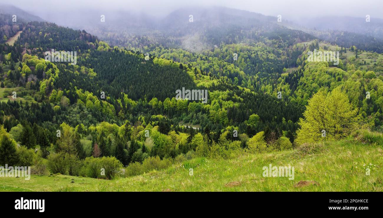 cloudy green mountain landscape in spring. trees on the grassy hills Stock Photo