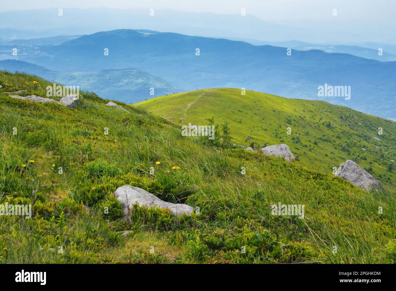 grassy meadow landscape of ukrainian mountains. carpathian countryside in summer. sunny morning with clouds on the sky Stock Photo