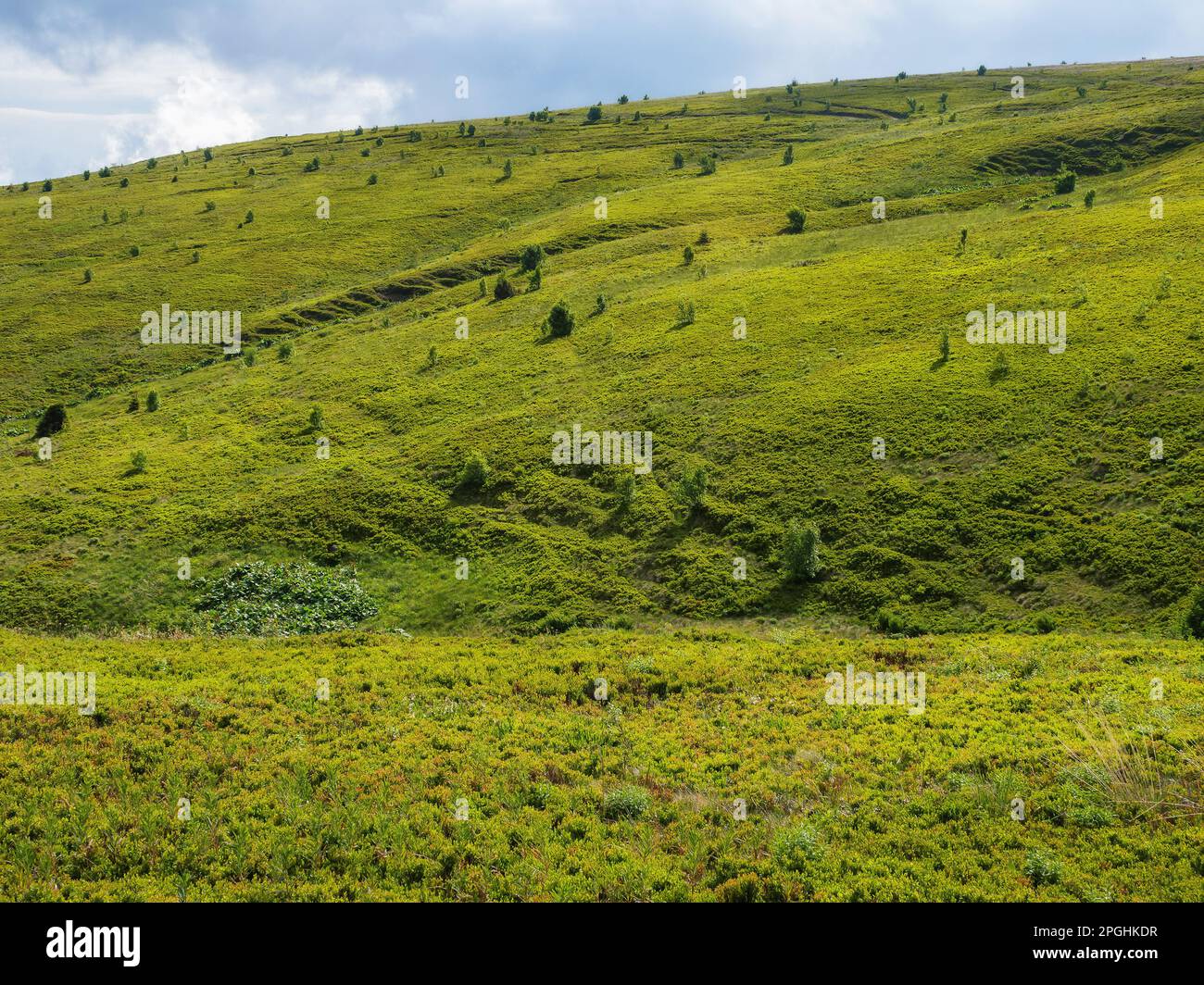 meadows of carpathian mountain. travel ukraine Stock Photo