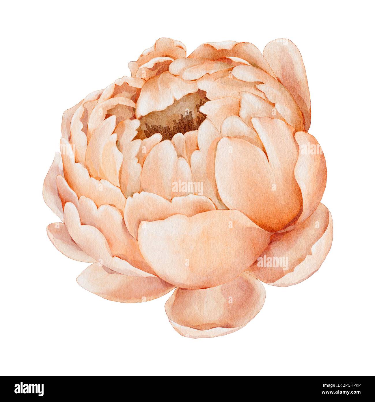 Pink blooming peony. Watercolor flower. Illustration of a delicate ...