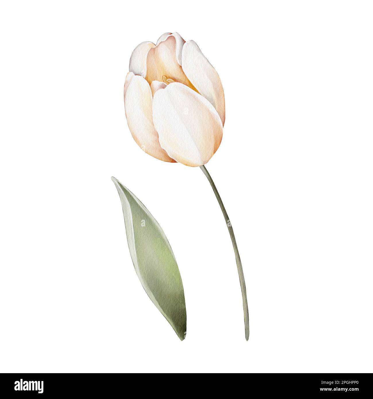 White tulip. Watercolor flower. Illustration of a delicate tulip ...