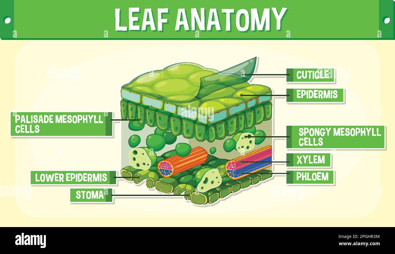 Internal Structure Of A Leaf And Its Function