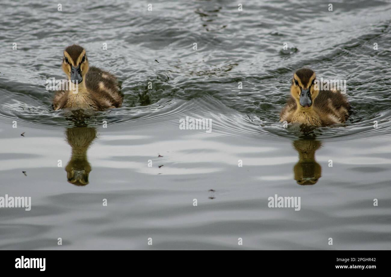 Ugly hi res hi-res stock photography and images - Alamy