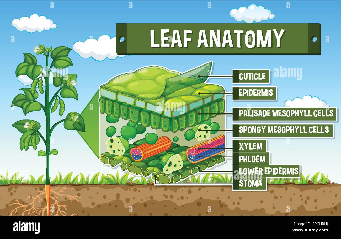 Internal structure of leaf diagram illustration Stock Vector Image