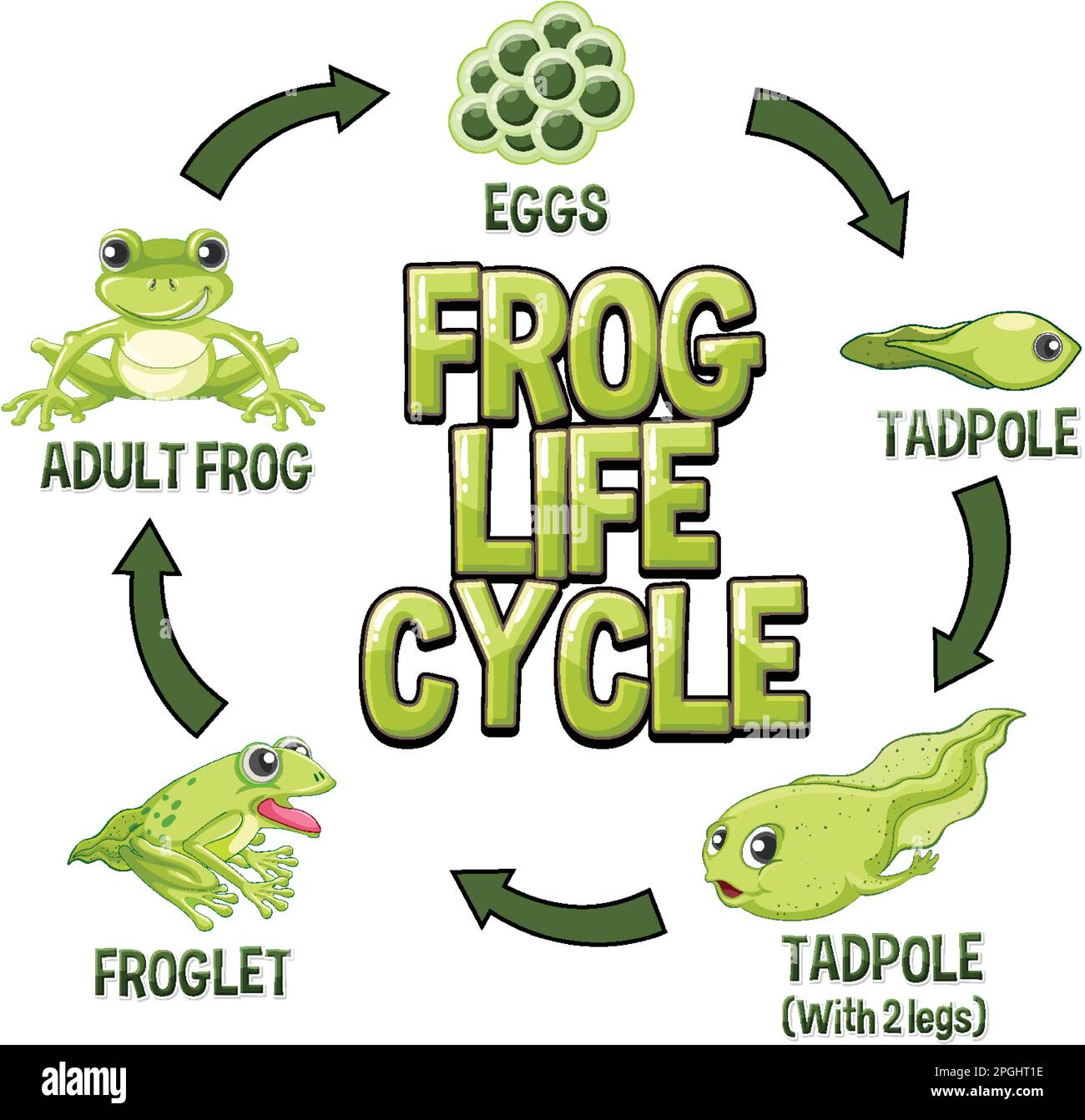 Frog Life Cycle Diagram illustration Stock Vector Image Art Alamy