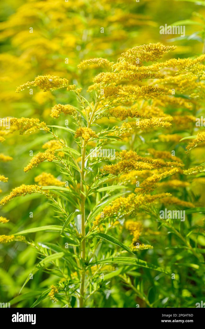 Solidago Goldenmosa, Goldenrod, abundant small yellow flowers Stock Photo