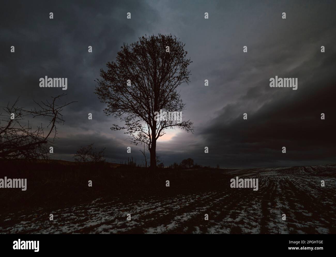 lone tree on field in winter with cloudy sky in the background Stock Photo