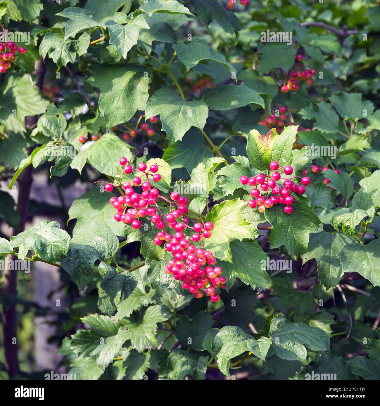 Viburnum bush with red berries on the branches. Soft selective focus Stock Photo
