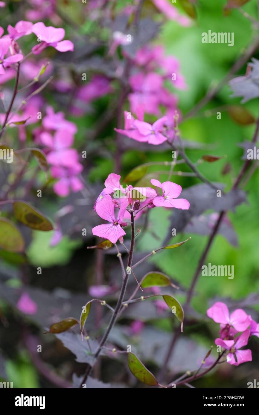 Honesty, Annual Honesty, Moonwort, Money Plant, Lunaria annua, purple flowers Stock Photo