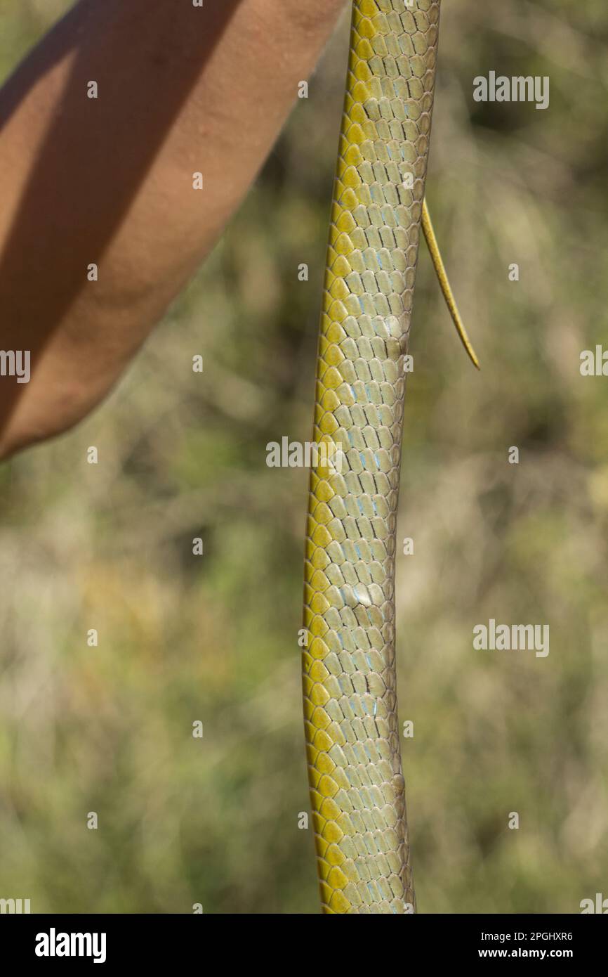 Green Tree Snake showing sparganum, probably from eating frogs. Dendrelaphis punctulata Bundaberg Queensland Australia Stock Photo