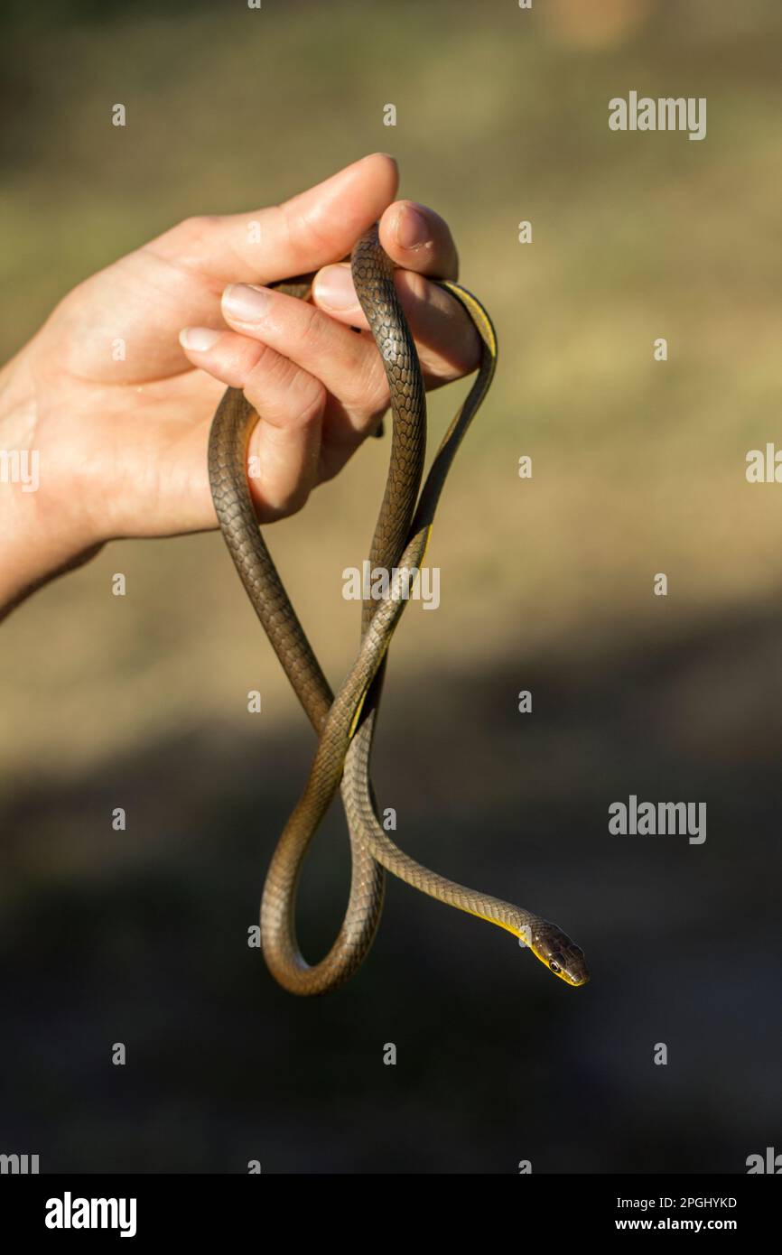 Young Green Tree Snake being held in the hand of a young woman..Bundaberg Queensland Australia. Stock Photo