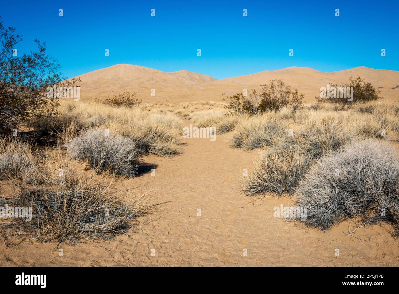 Mojave National Preserve in California on a Clear Summer Day Stock Photo