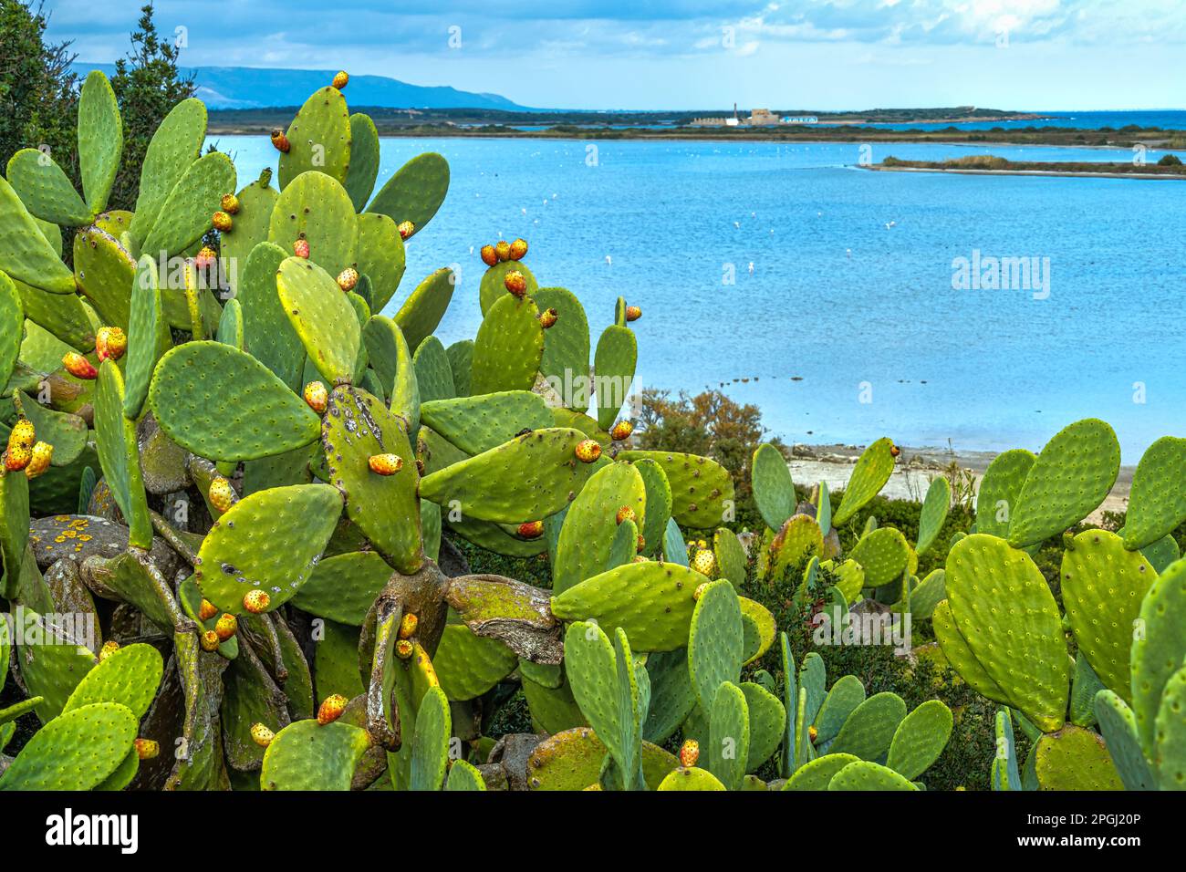 Cactus and prickly pear fruits in front of the coast of Pantano Sichilli in the Vendicari nature reserve. Noto, Province of Syracuse, Sicily, Italy Stock Photo
