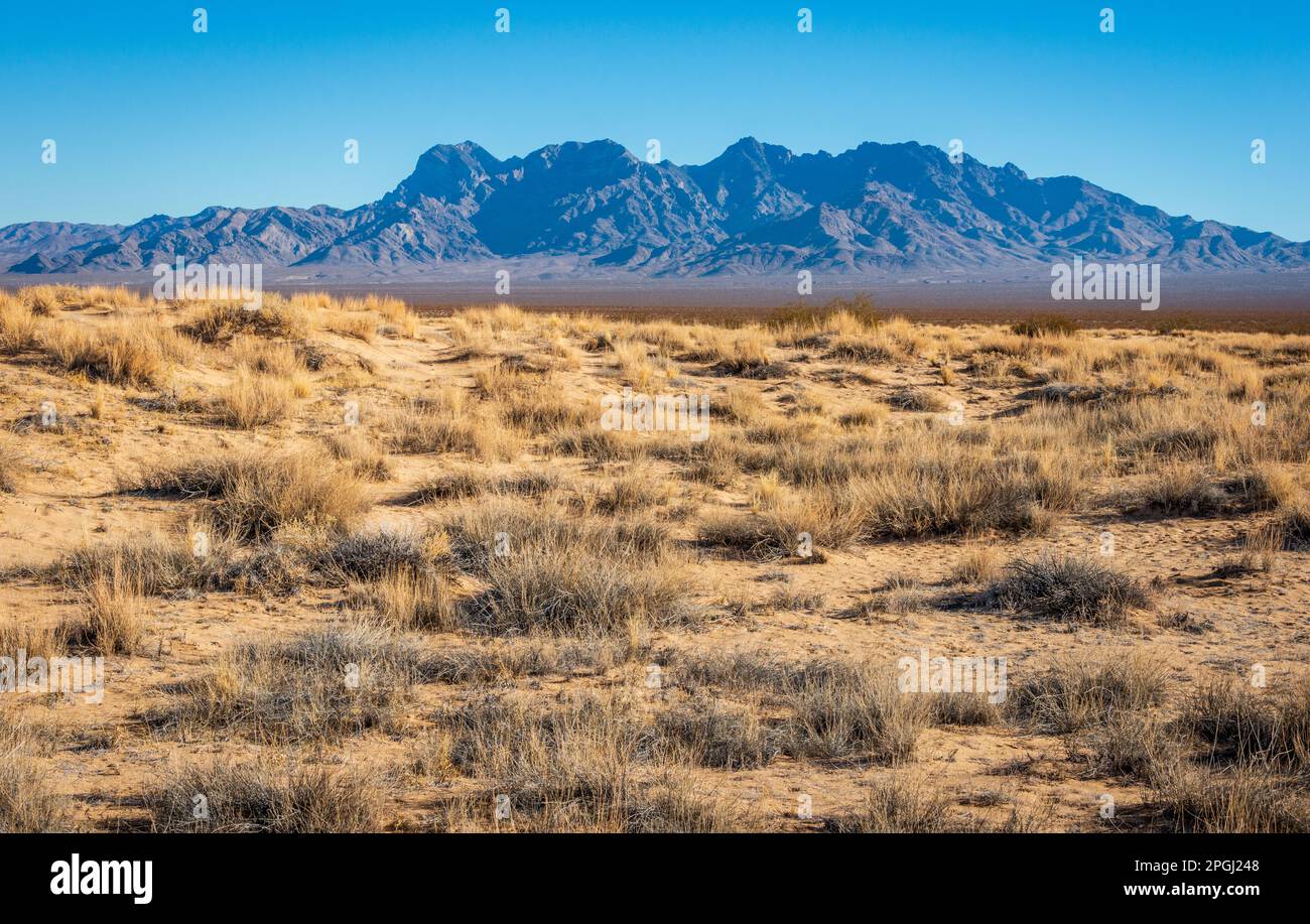 Mojave National Preserve in California on a Clear Summer Day Stock Photo
