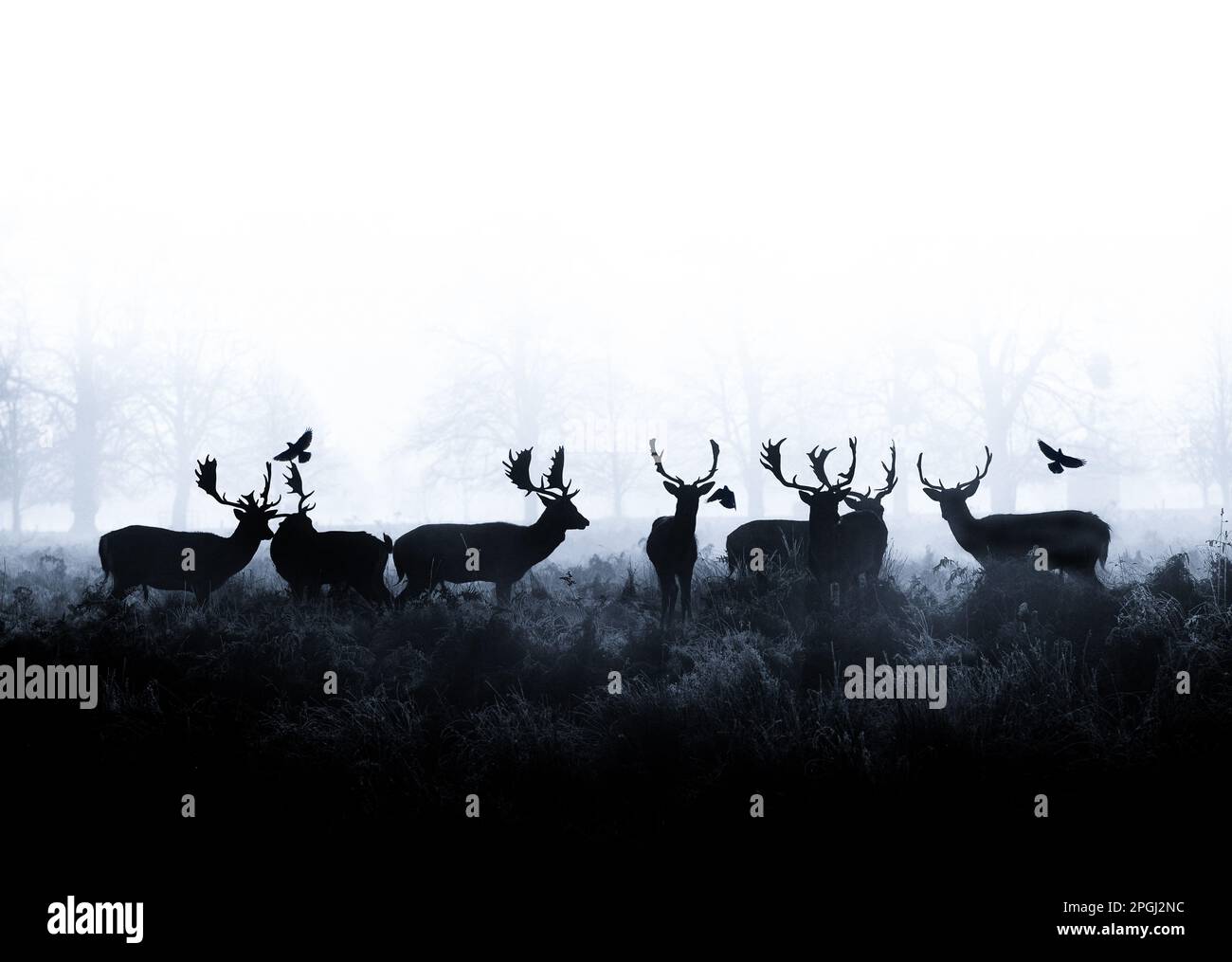 Graphic image of fallow deer and crows against fog Stock Photo Alamy