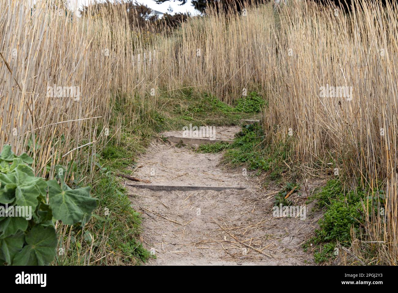 Rough ground with steps and tall reeds Stock Photo
