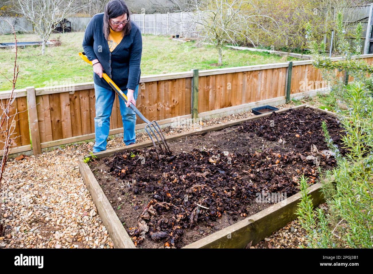 Spreading compost on weeded asparagus bed ready for new growing season