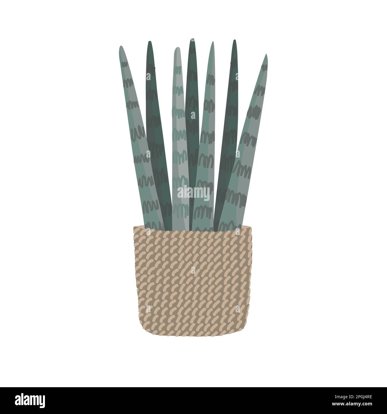 Sansevieria cylindrica in woven basket pot, Cylindrical snake plant, Spear Sansevieria, Common