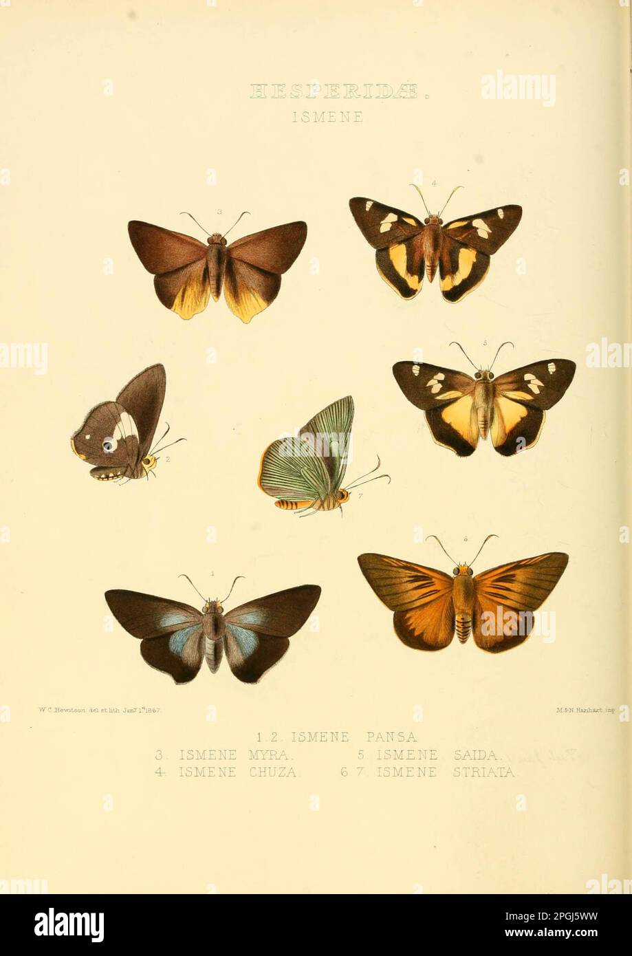 Illustrations of new species of exotic butterflies Ismene I Stock Photo