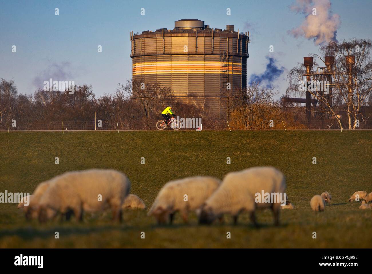 domestic sheep (Ovis ammon f. aries), sheep on Rhine meadows at steelwork ThyssenKrupp Steel, Germany, North Rhine-Westphalia, Ruhr Area, Duisburg Stock Photo