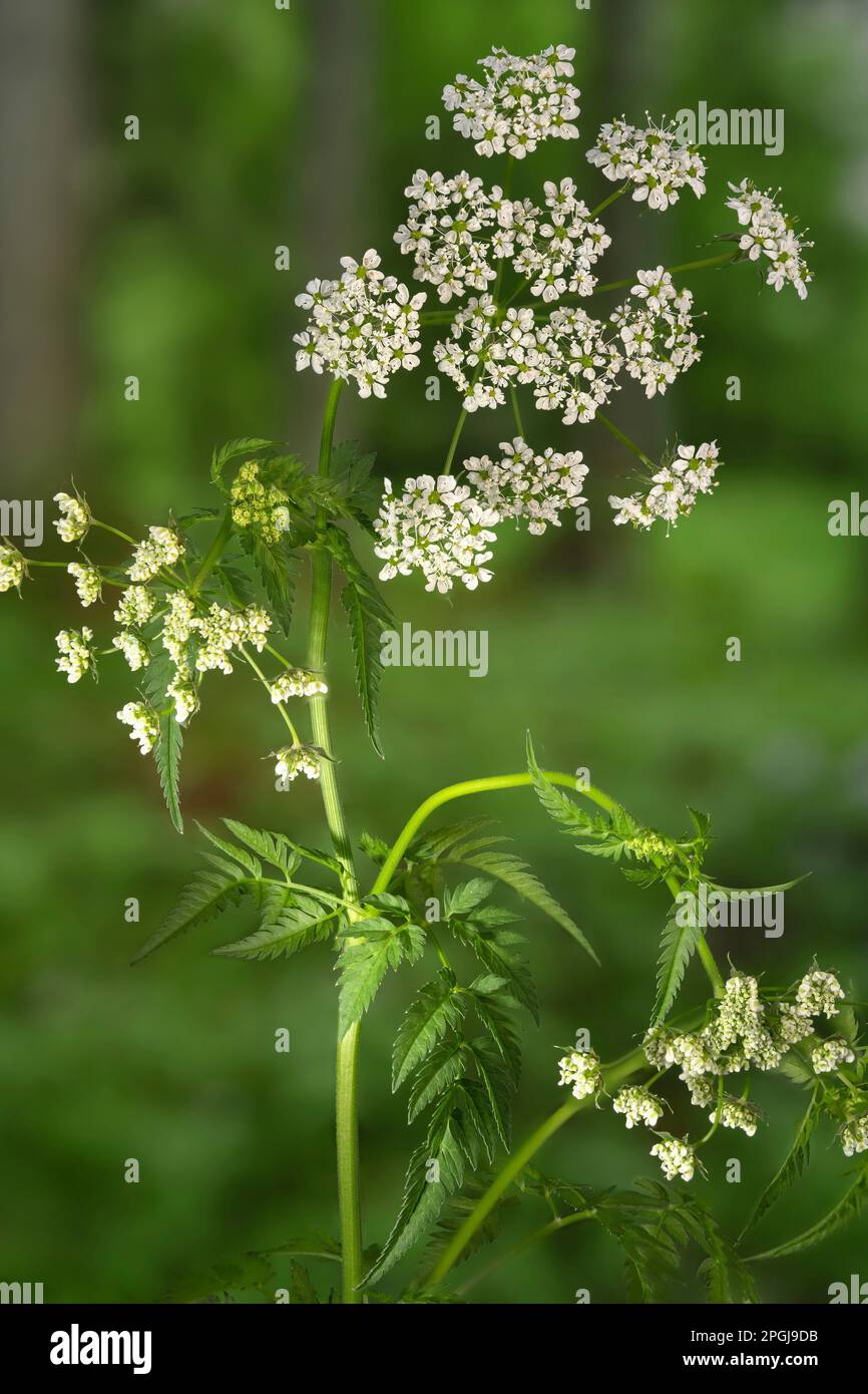 cow parsley, wild chervil (Anthriscus sylvestris), blooming, Austria, Tyrol, Lechtaler Alpen Stock Photo