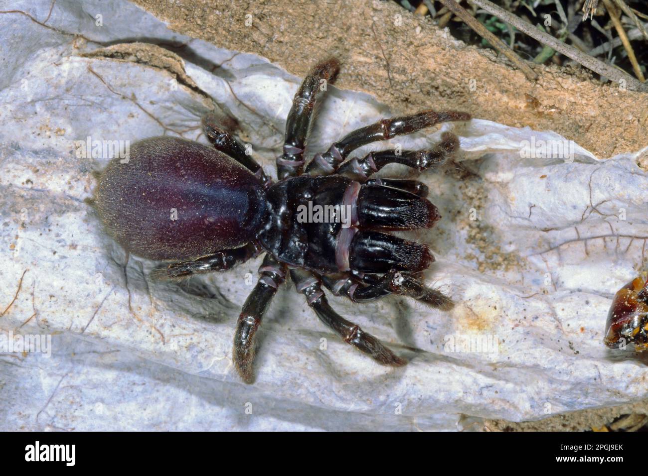 purse-web spider (Atypus affinis), sitting on open catching tube, Germany Stock Photo