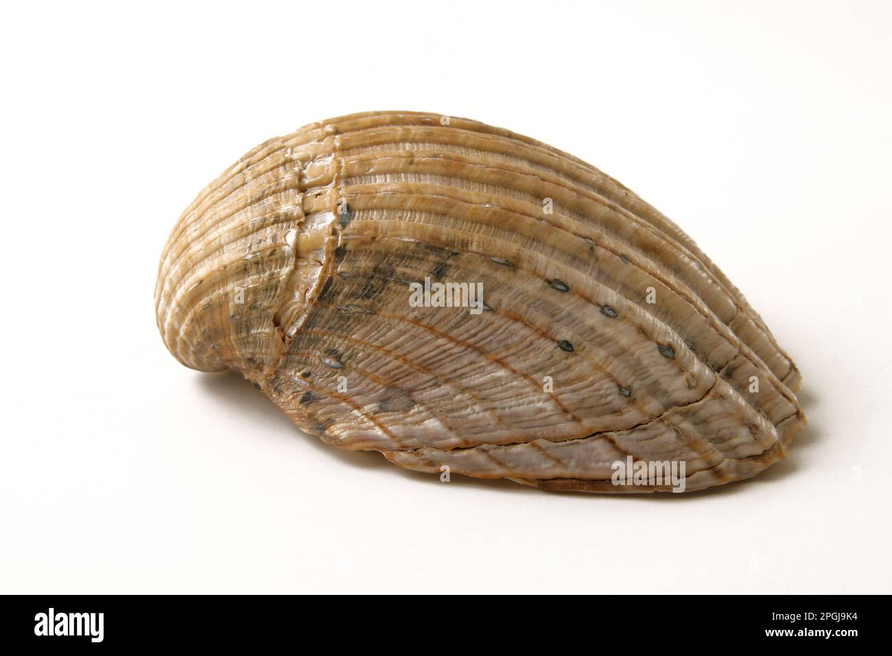 Shell cutout hi-res stock photography and images - Alamy
