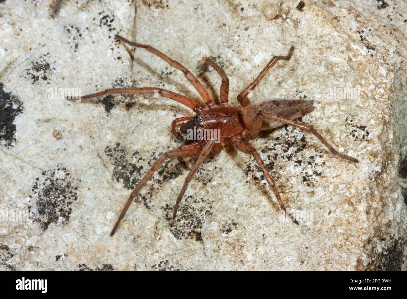 Ground spider (Drassodes lapidosus), top view, Germany Stock Photo