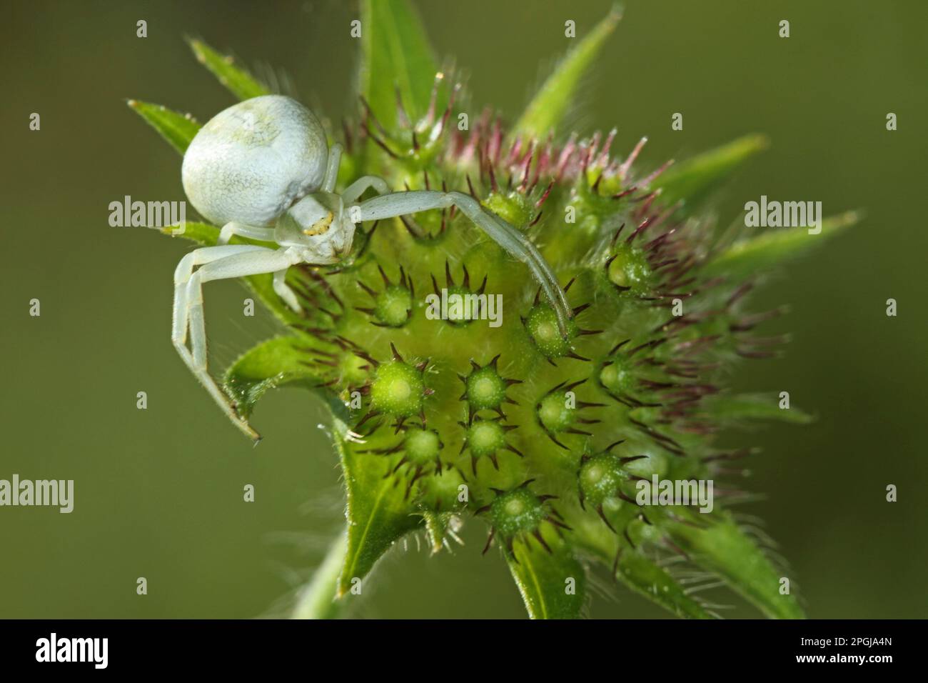 goldenrod crab spider (Misumena vatia), female lurking on flowers