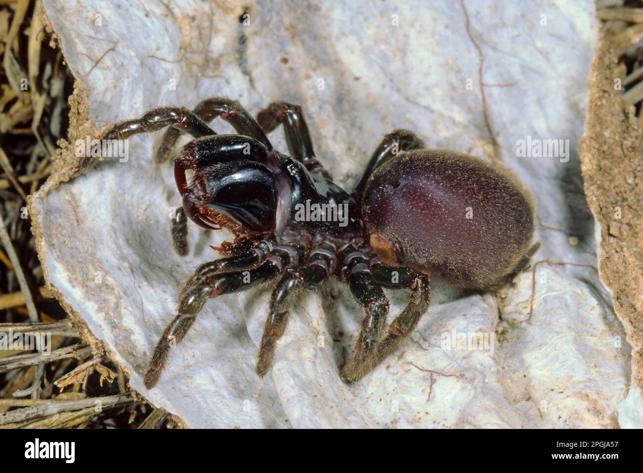 purse-web spider (Atypus affinis), sitting on open catching tube, Germany Stock Photo