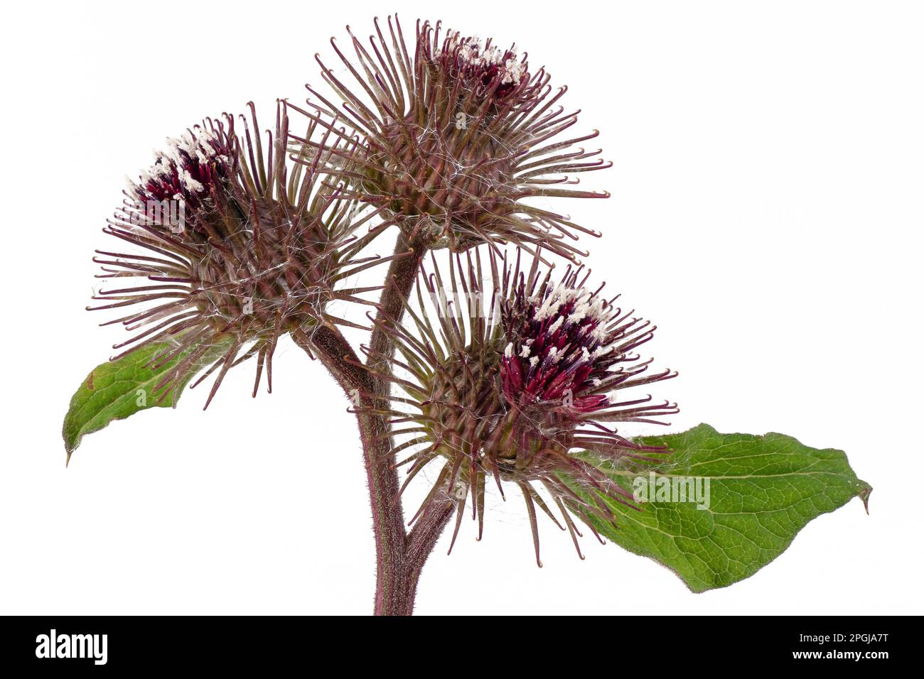 burdock (Arctium spec.), blooming plant, cutout, Germany, Bavaria Stock Photo