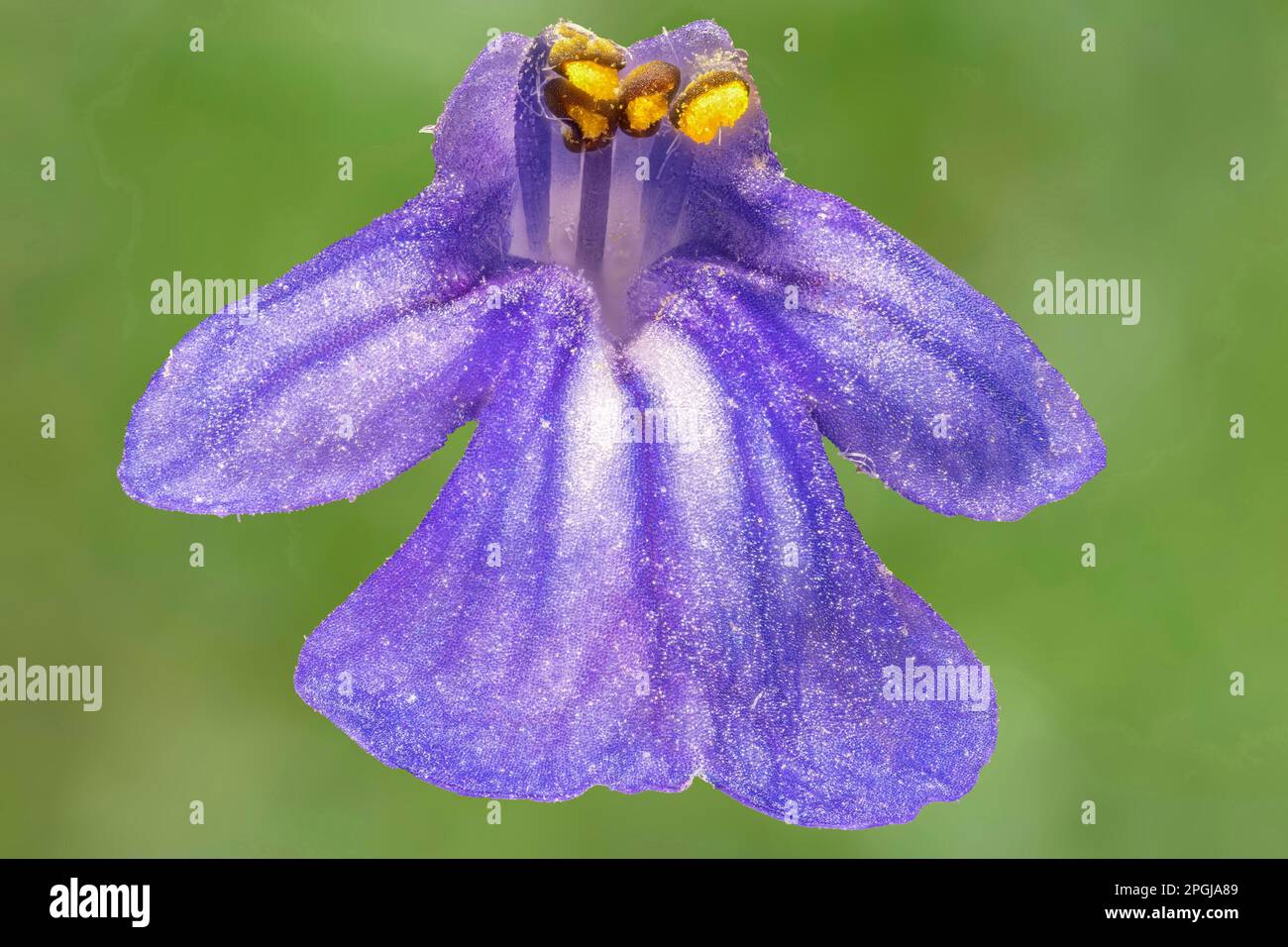 Common bugle, Creeping bugleweed (Ajuga reptans), single flower, macro shot, Germany, Bavaria Stock Photo