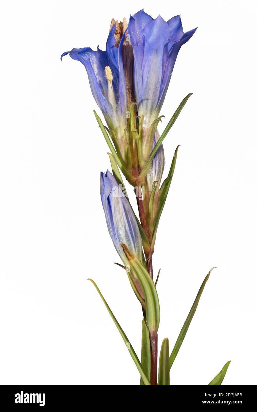 Marsh gentian (Gentiana pneumonanthe), blooming, cutout, Germany Stock Photo