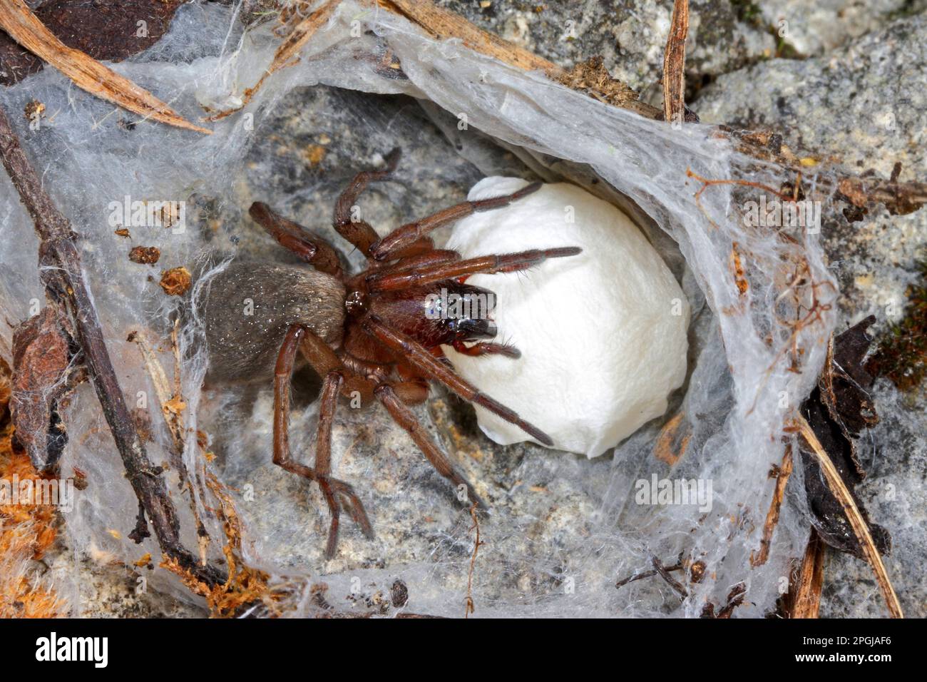 Ground spider (Drassodes lapidosus), female with cocoon, Germany Stock Photo