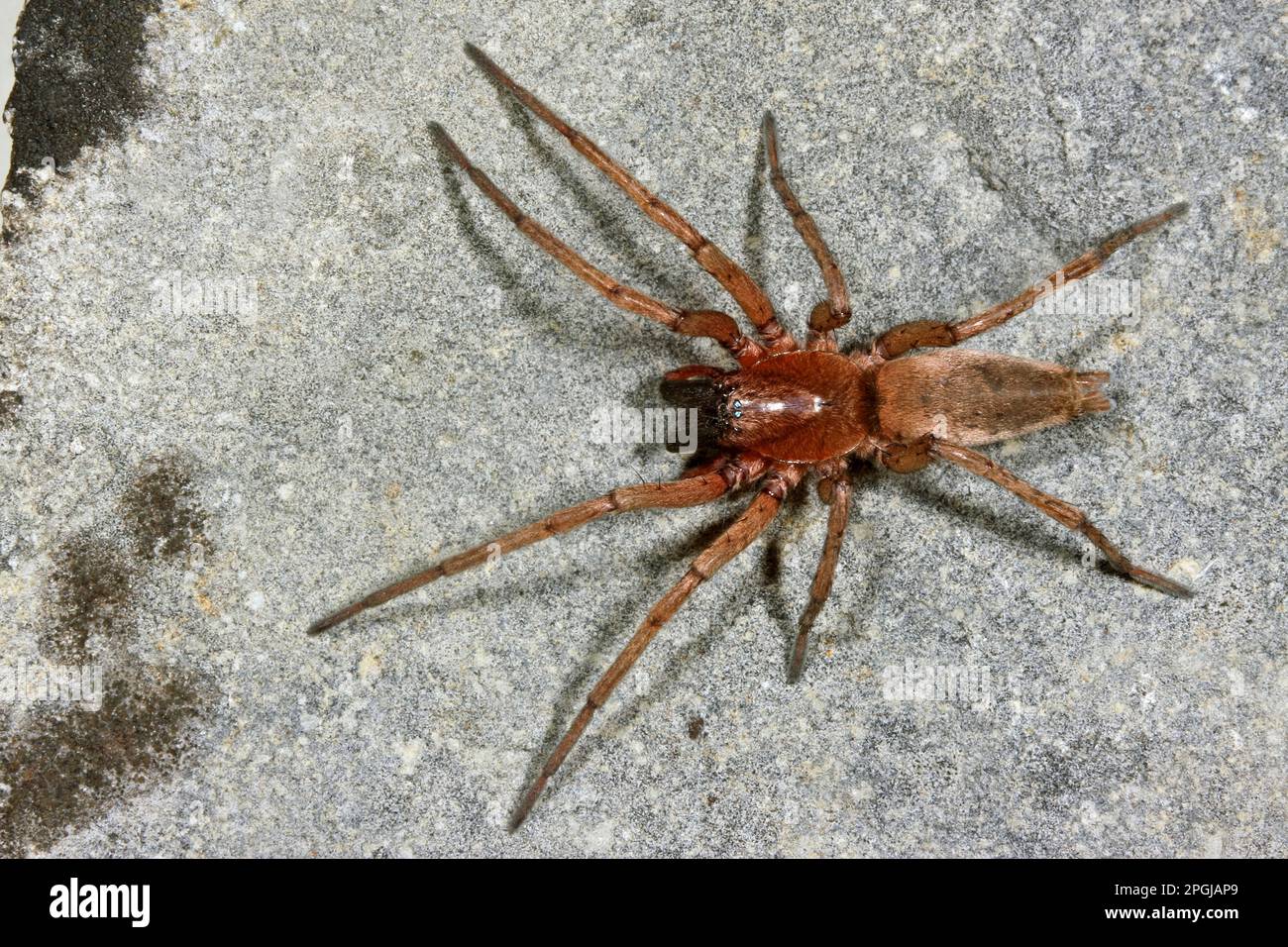 Ground spider (Drassodes lapidosus), top view, Germany Stock Photo