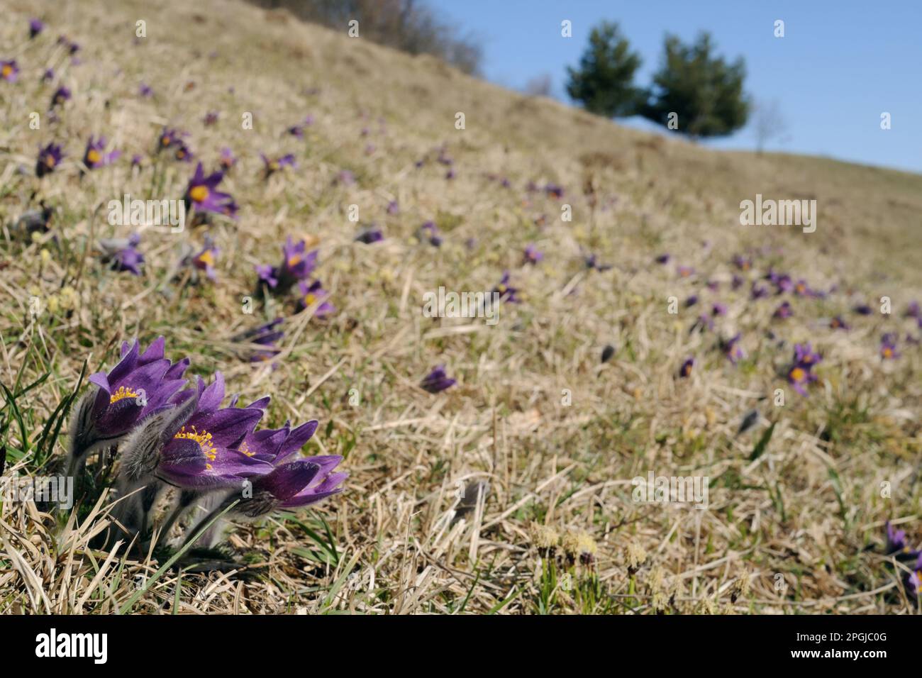 on the Common Pasque Flower slope... Common Pasque Flower on meager dry grassland in the Eifel region. Stock Photo