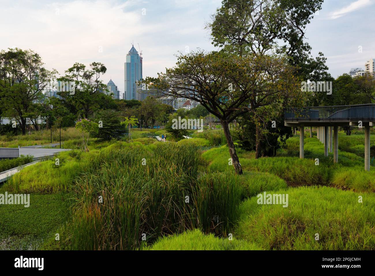 Wild swamp area of the large Benchakitti park in the modern Bangkok center. Stock Photo