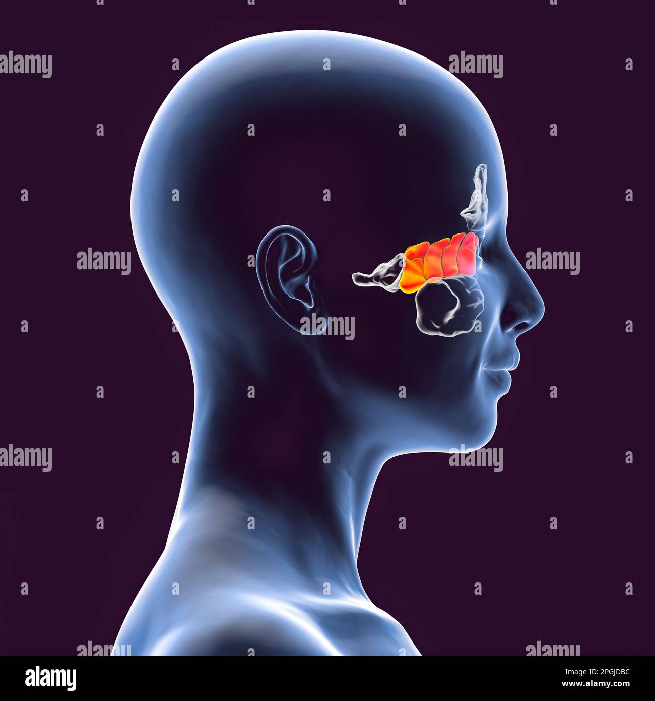 Human Paranasal Sinuses Computer Illustration The Sinuses Are Membrane Lined Air Filled Spaces 6681