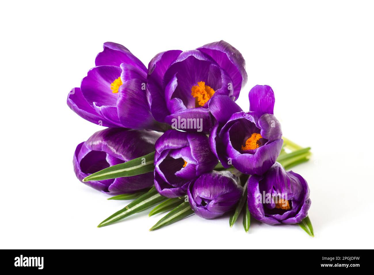 crosus flowers on white background - spring flowers Stock Photo